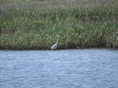 Ardea alba