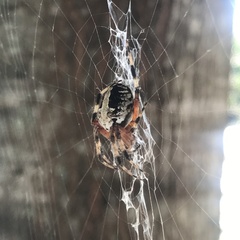 Neoscona domiciliorum