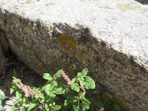 Amaranthus deflexus iNat (3)