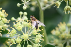 Eristalis