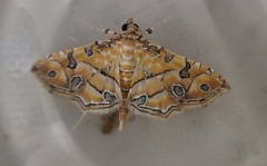 Ommatospila narcaeusalis