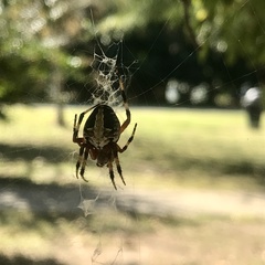 Neoscona domiciliorum