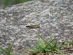 Aiolopus thalassinus tamulus