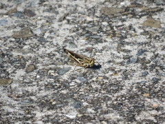 Aiolopus thalassinus tamulus