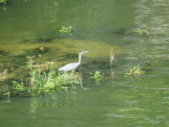 Ardea cinerea