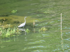 Ardea cinerea