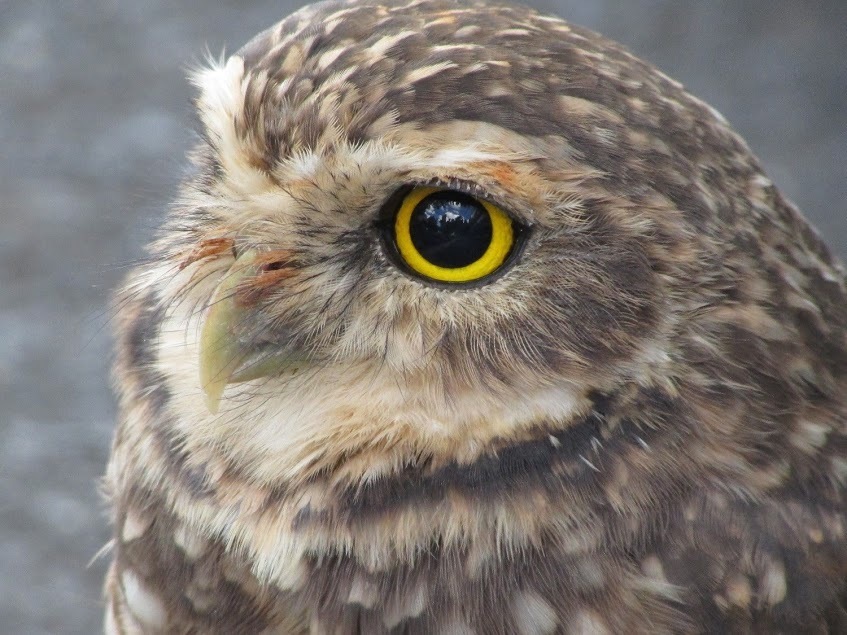 Burrowing Owl from Av. João Naves de Ávila, 2121 - Santa Mônica ...