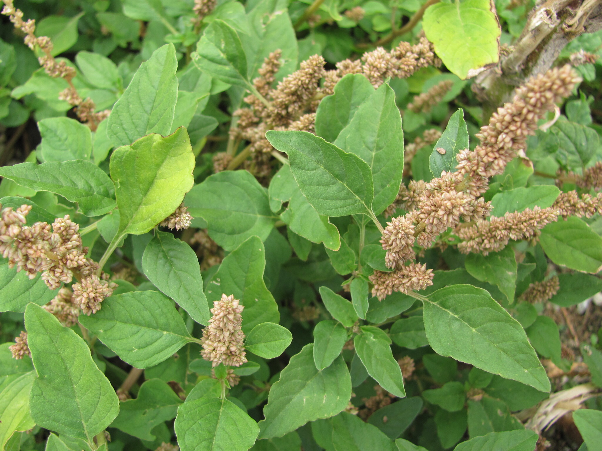 Amaranthus deflexus