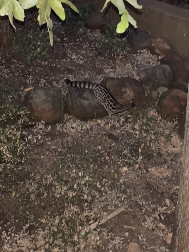 Panther Genet