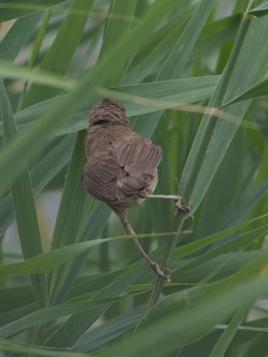 Acrocephalus scirpaceus (Hermann, 1804)