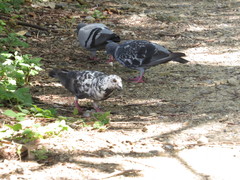 Columba livia domestica