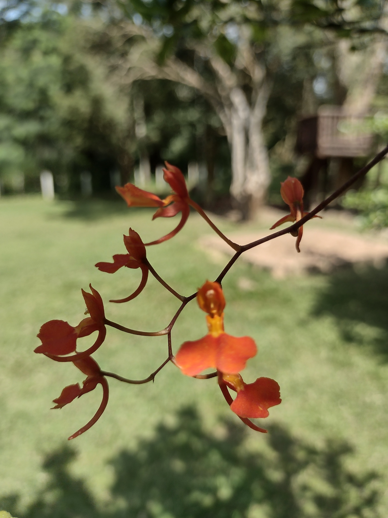 Comparettia coccinea