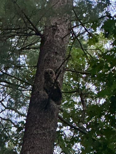 View observation of {o.common_name} on iNaturalist
