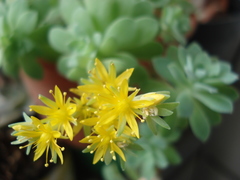 Sedum palmeri