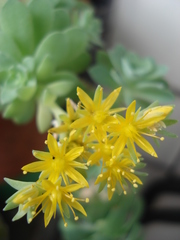 Sedum palmeri