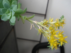 Sedum palmeri