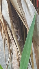 Anolis carolinensis