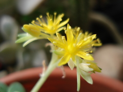 Sedum palmeri