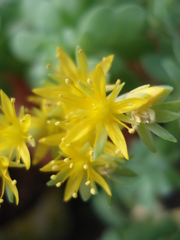 Sedum palmeri
