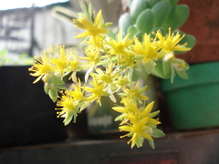 Sedum palmeri