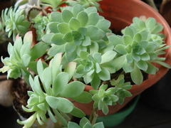 Sedum palmeri