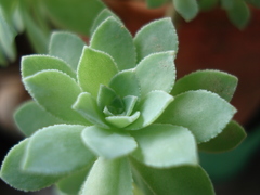 Sedum palmeri