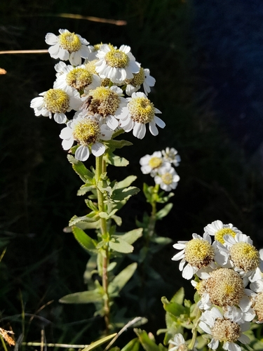Achillea pyrenaica, photograph 4