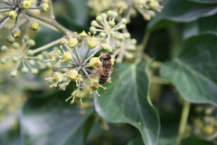 Eristalis