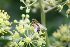 Eristalis