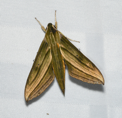 Xylophanes aristor