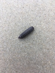 Stratiomyomorpha