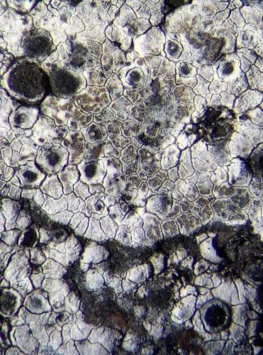 Rhizocarpon petraeum, 2025-06-29