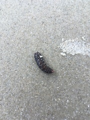 Stratiomyomorpha