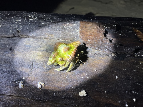 Turritriton tenuiliratus observed 2025-07-29