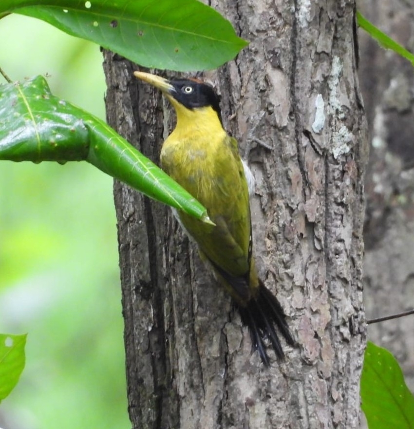 Black-headed Woodpecker (Picus erythropygius), photo 3