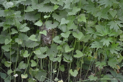 Passerina cyanea