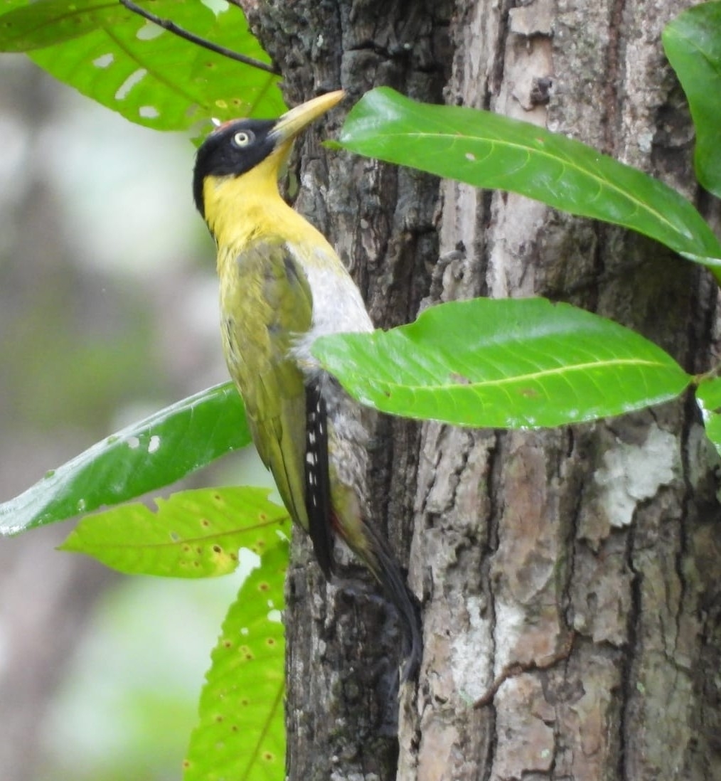 Black-headed Woodpecker (Picus erythropygius), photo 4