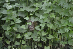 Passerina cyanea