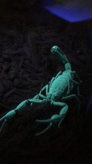 Centruroides margaritatus