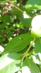 Pseudomyrmex ejectus