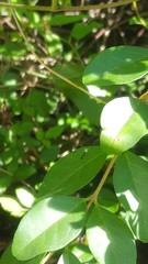 Pseudomyrmex ejectus