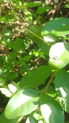 Pseudomyrmex ejectus