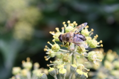 Eristalis tenax