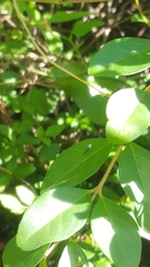 Pseudomyrmex ejectus