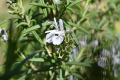 Salvia rosmarinus