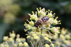 Eristalis tenax