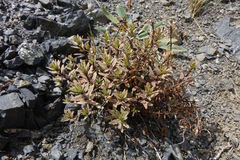 Epilobium melanocaulon