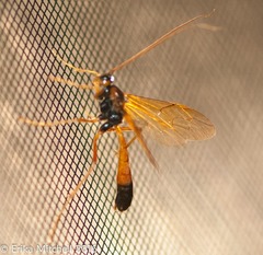 Opheltes glaucopterus barberi
