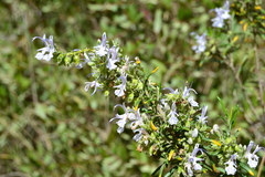 Salvia rosmarinus