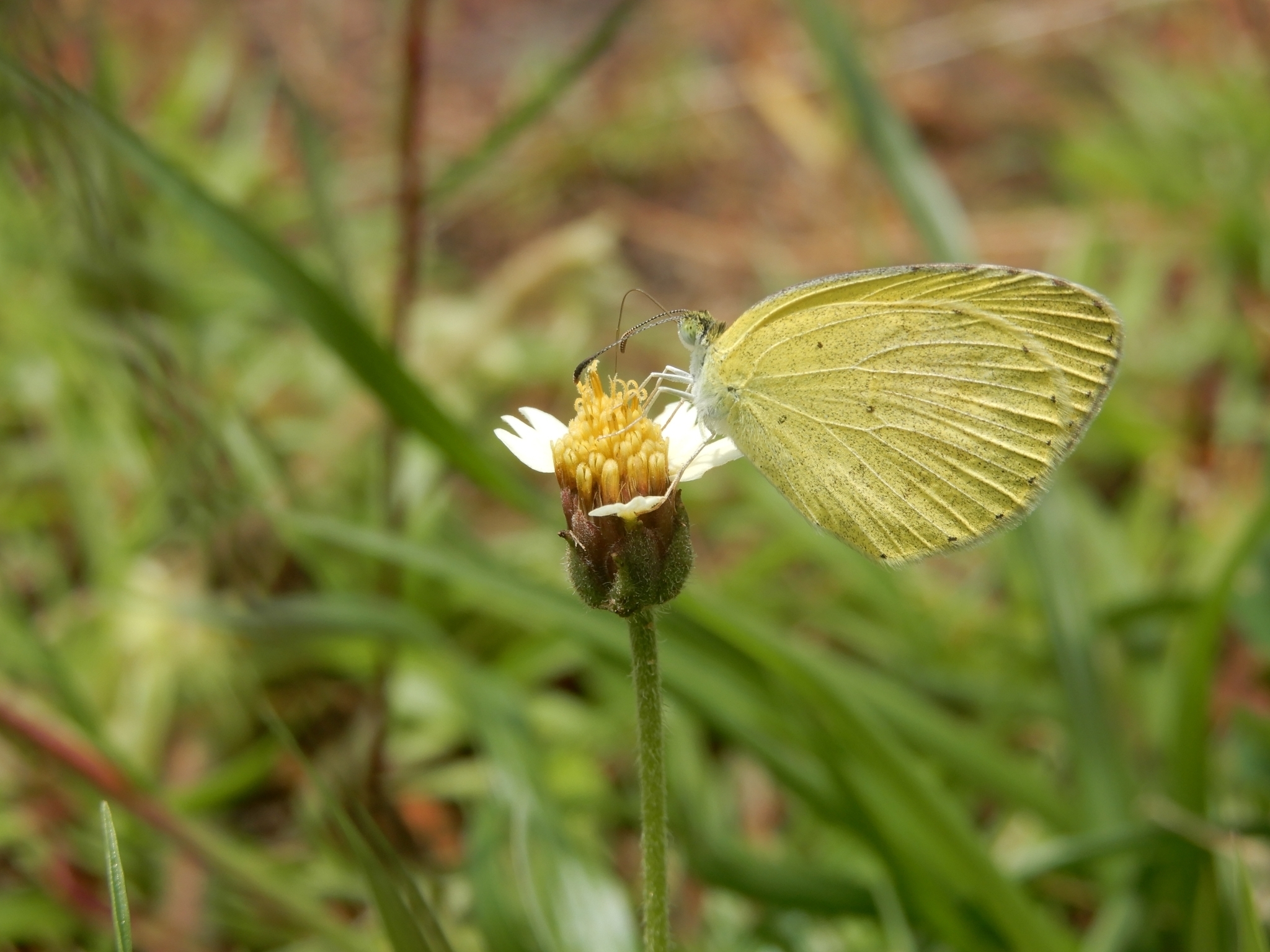 Small Grass Yellow